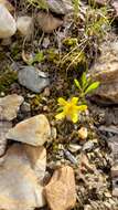 Image of Utah buttercup