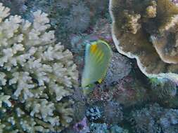 Image of Dot and dash Butterflyfish