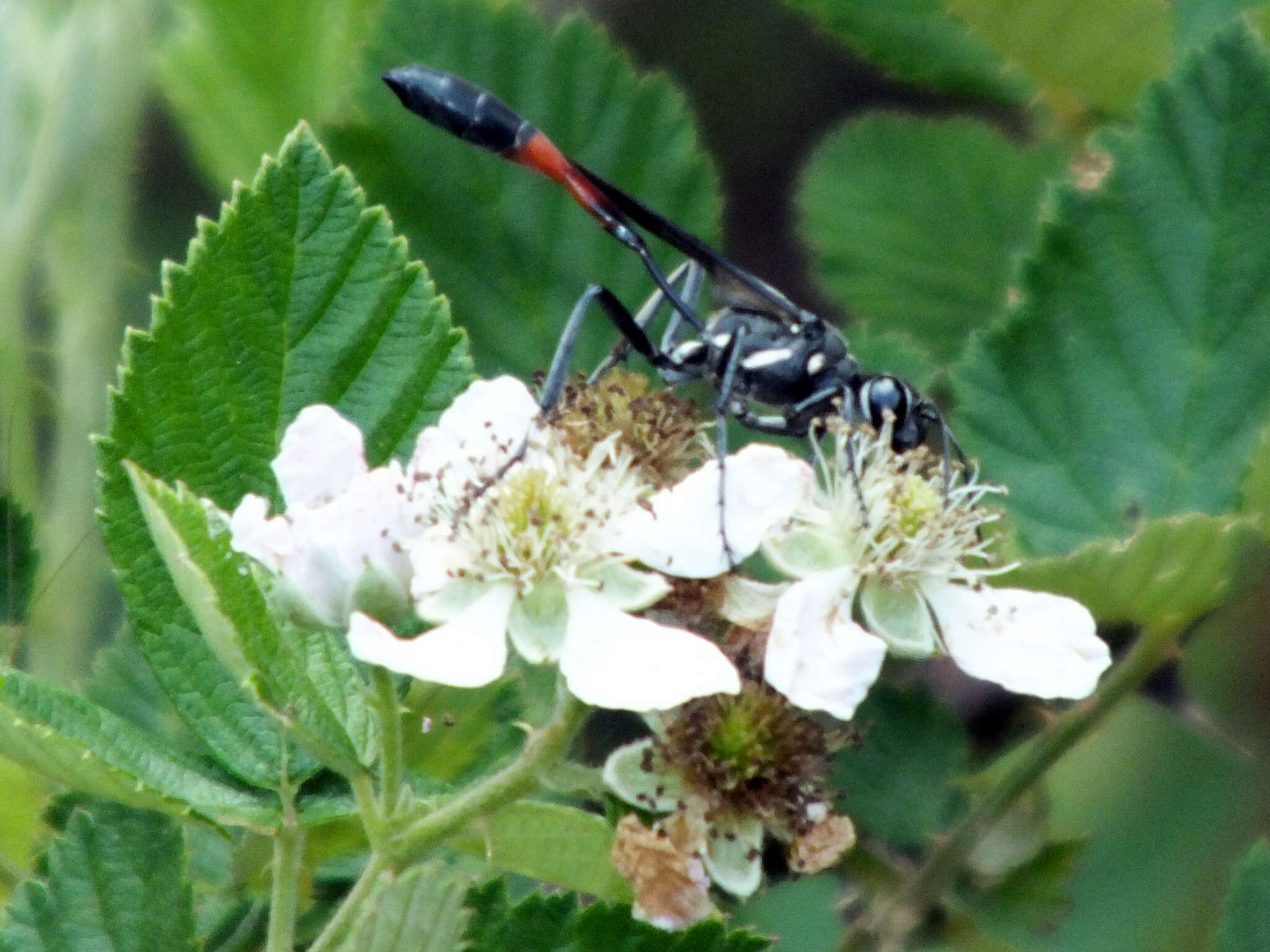 Image de Ammophila procera Dahlbom 1843