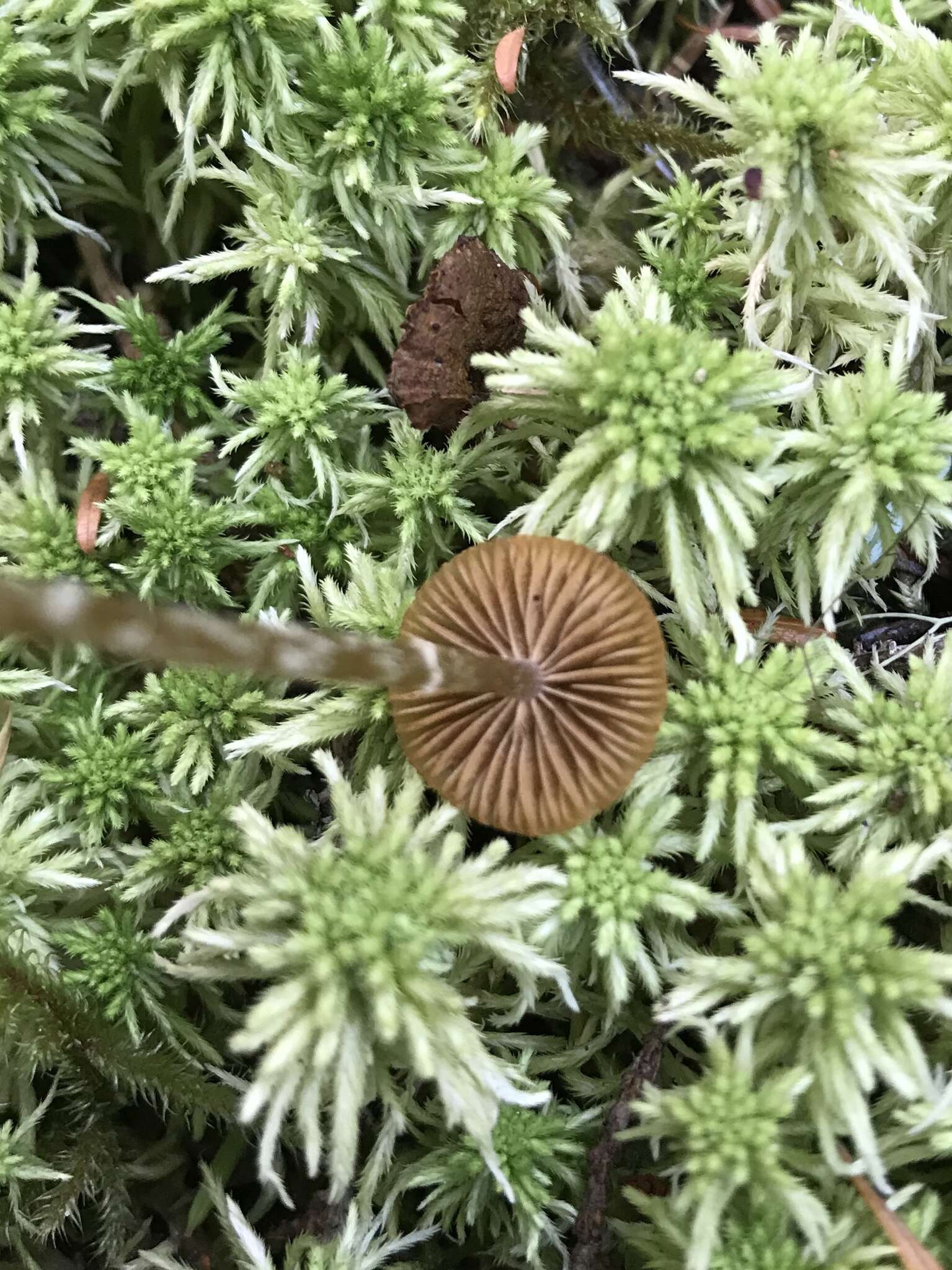 Image of Galerina paludosa (Fr.) Kühner 1935