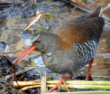 Image of African Rail