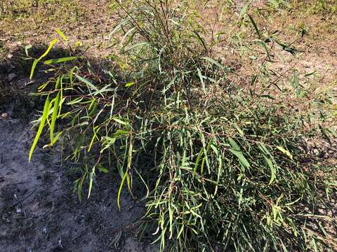 Plancia ëd Eucalyptus exserta F. Müll.