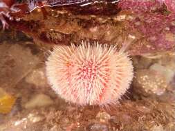 Image of Edible sea urchin