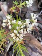 Imagem de Poranthera ericifolia Rudge