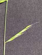 Image of small fescue