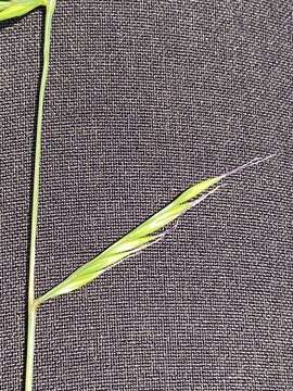 Image of small fescue