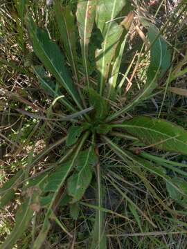 Oenothera coloradensis (Rydb.) W. L. Wagner & Hoch resmi