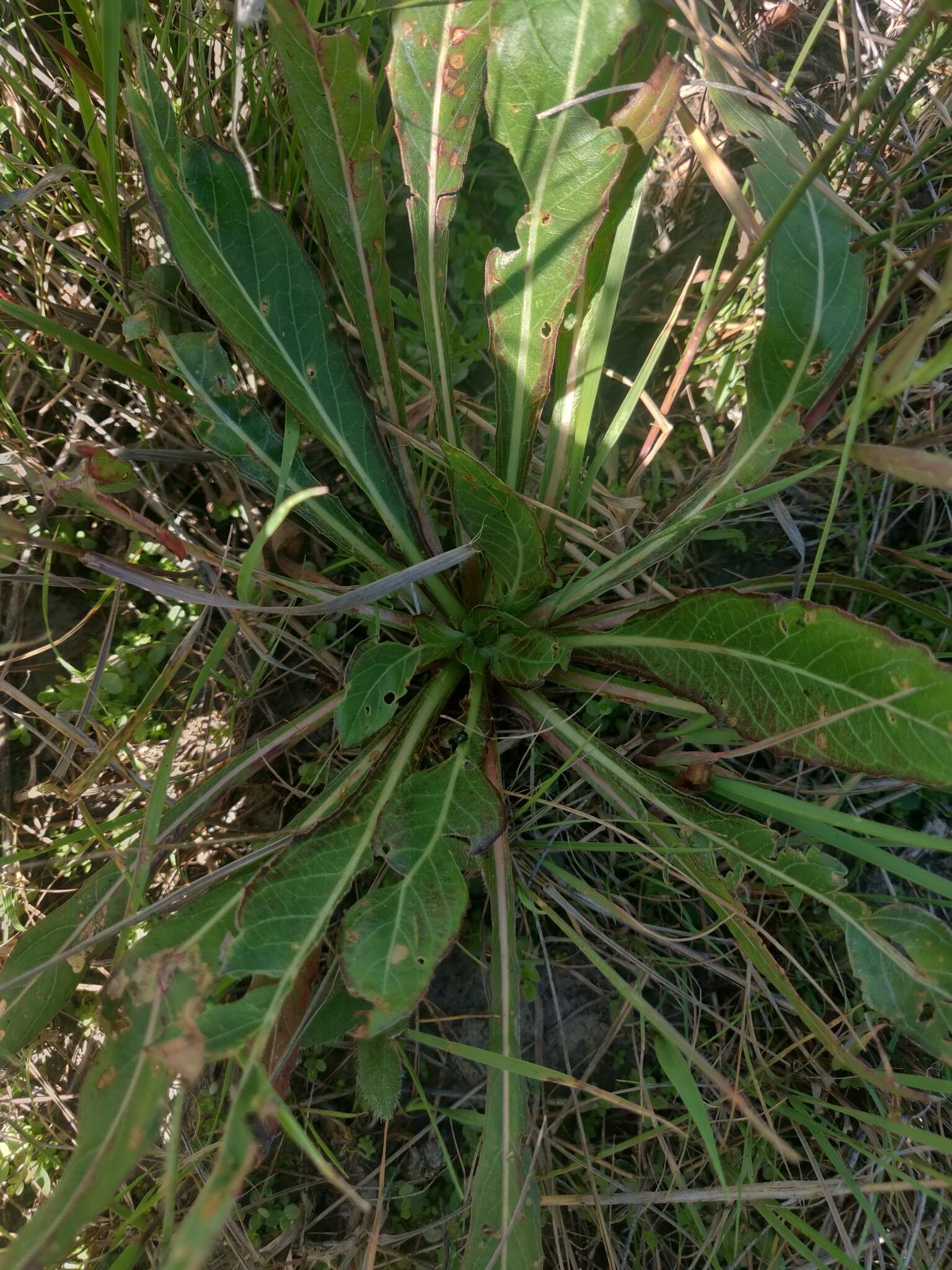 Oenothera coloradensis (Rydb.) W. L. Wagner & Hoch resmi