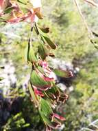 Image of Adenanthos ellipticus George