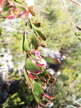 Image of Adenanthos ellipticus George