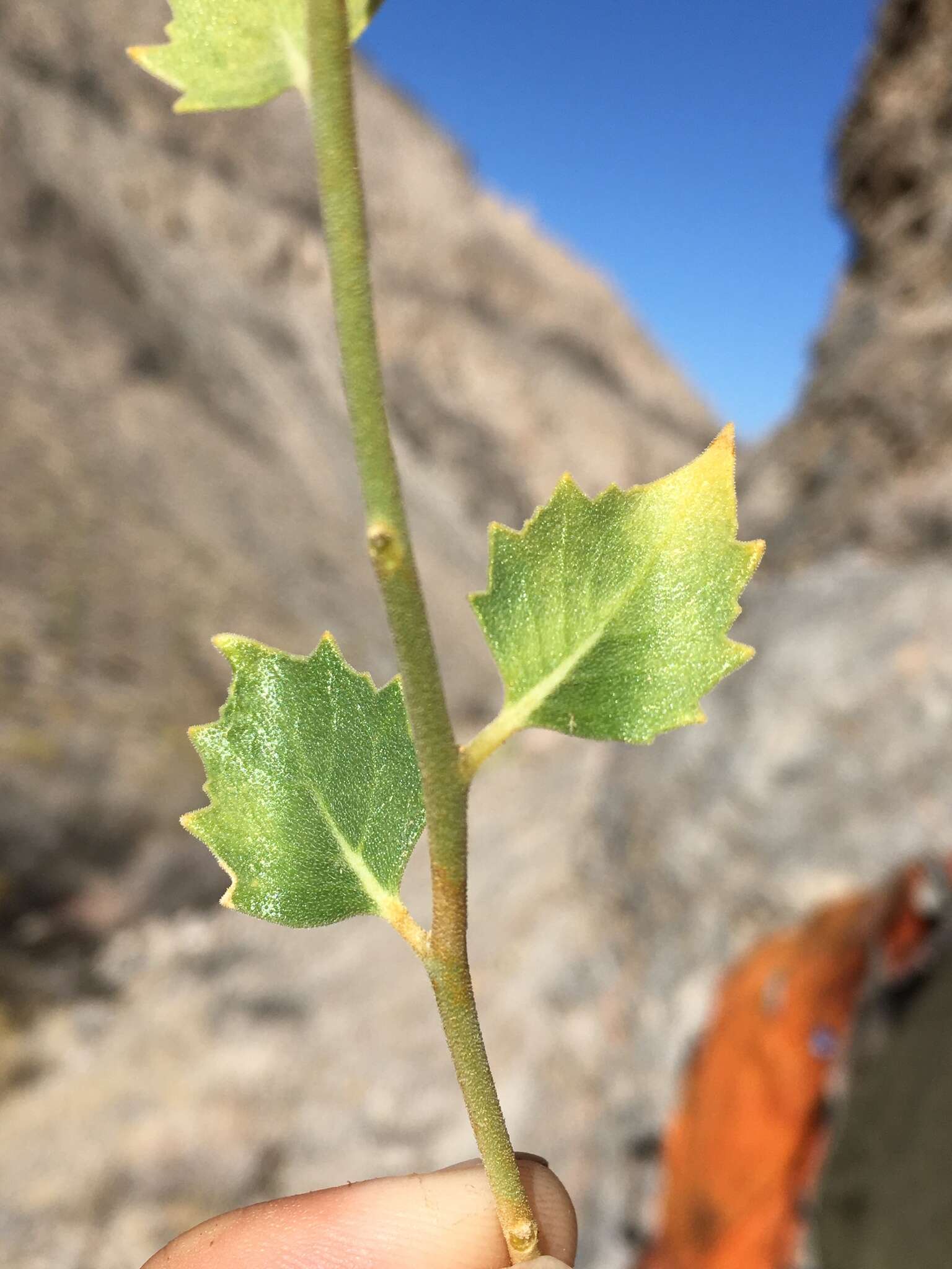 Image of shinyleaf sandpaper plant