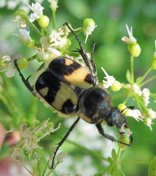 Imagem de Trichius orientalis Reitter 1894