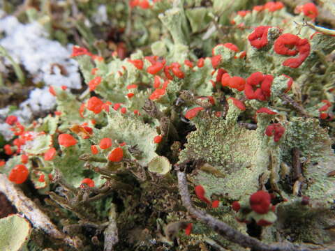 Imagem de Cladonia borealis S. Stenroos