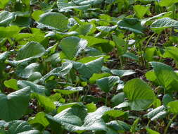 Слика од Trachystemon orientalis (L.) G. Don