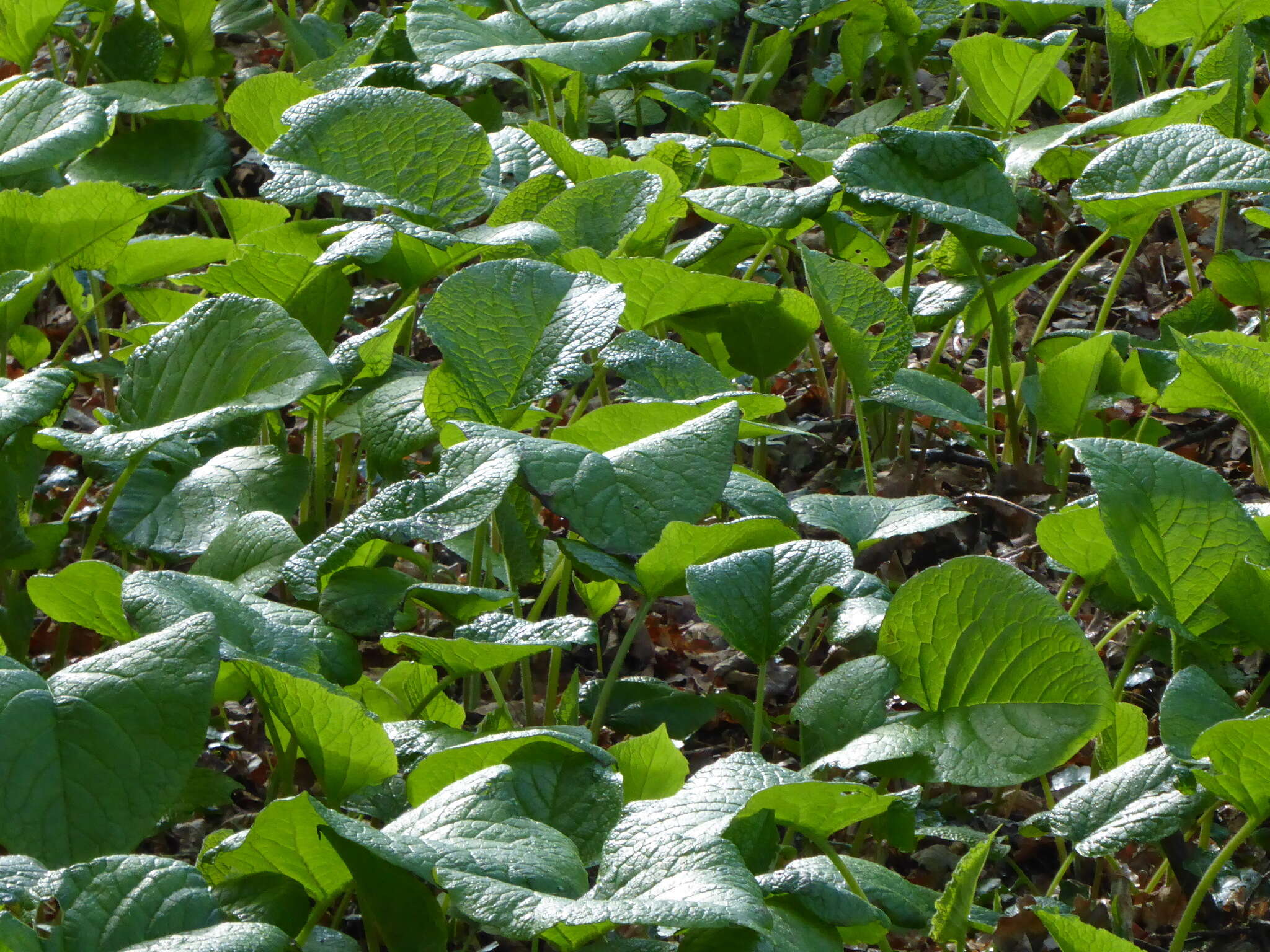 Слика од Trachystemon orientalis (L.) G. Don