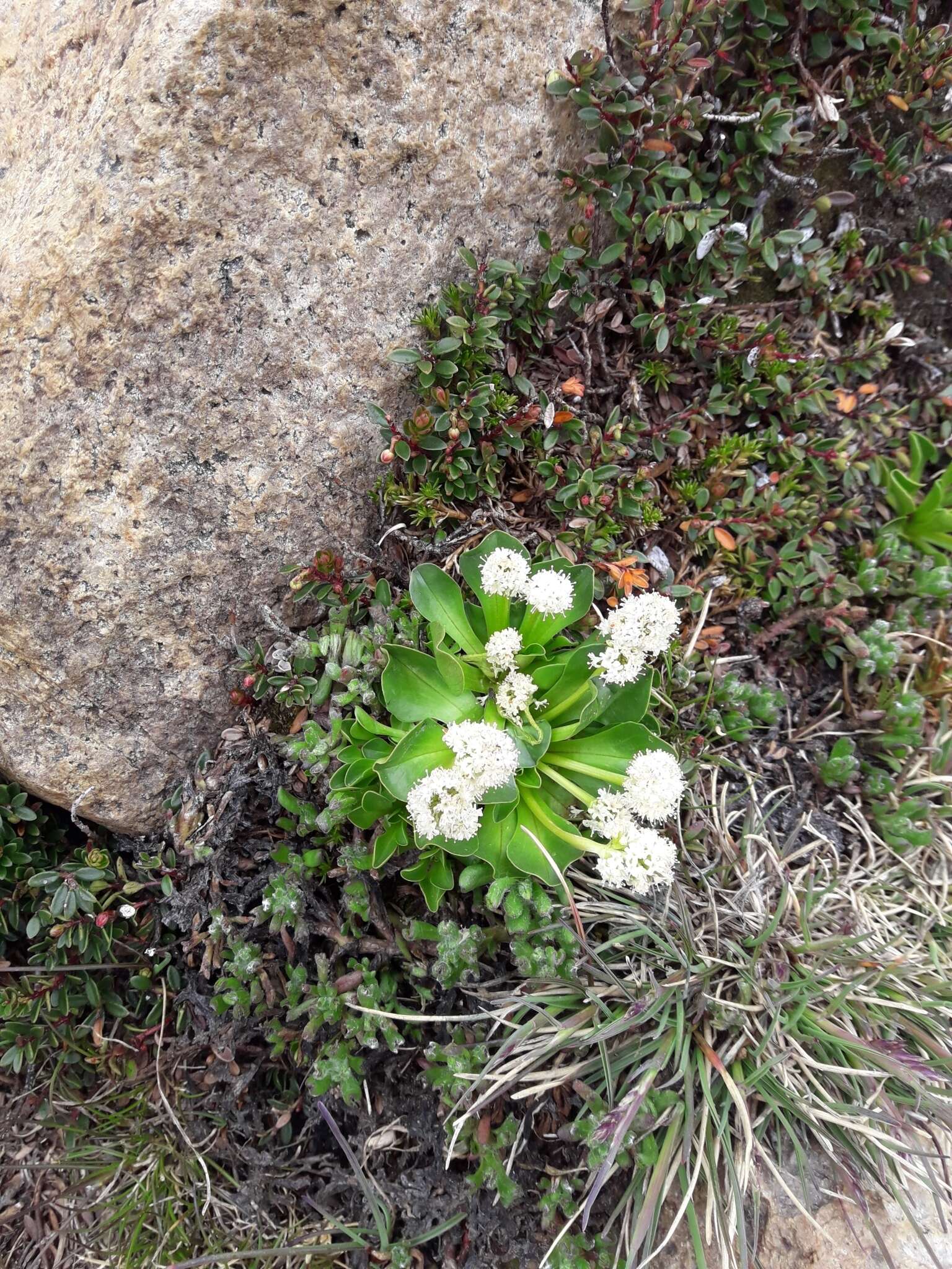 Image of Valeriana macrorhiza Poepp. ex DC.