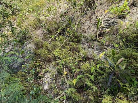 Image of clubbed creepingfern