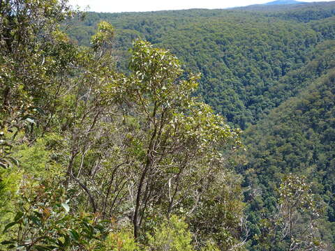 Слика од Eucalyptus scopulorum K. D. Hill