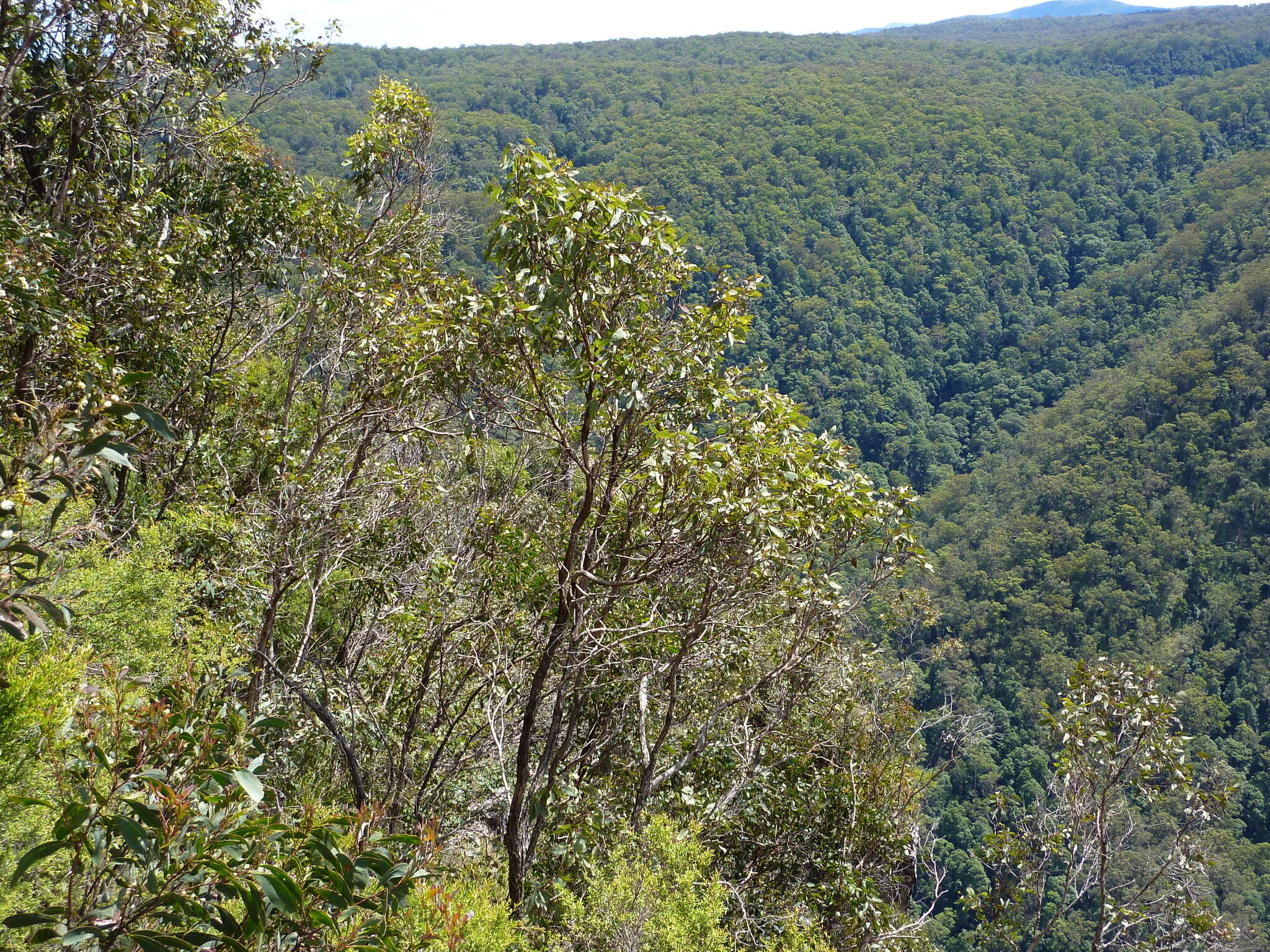 Image de Eucalyptus scopulorum K. D. Hill