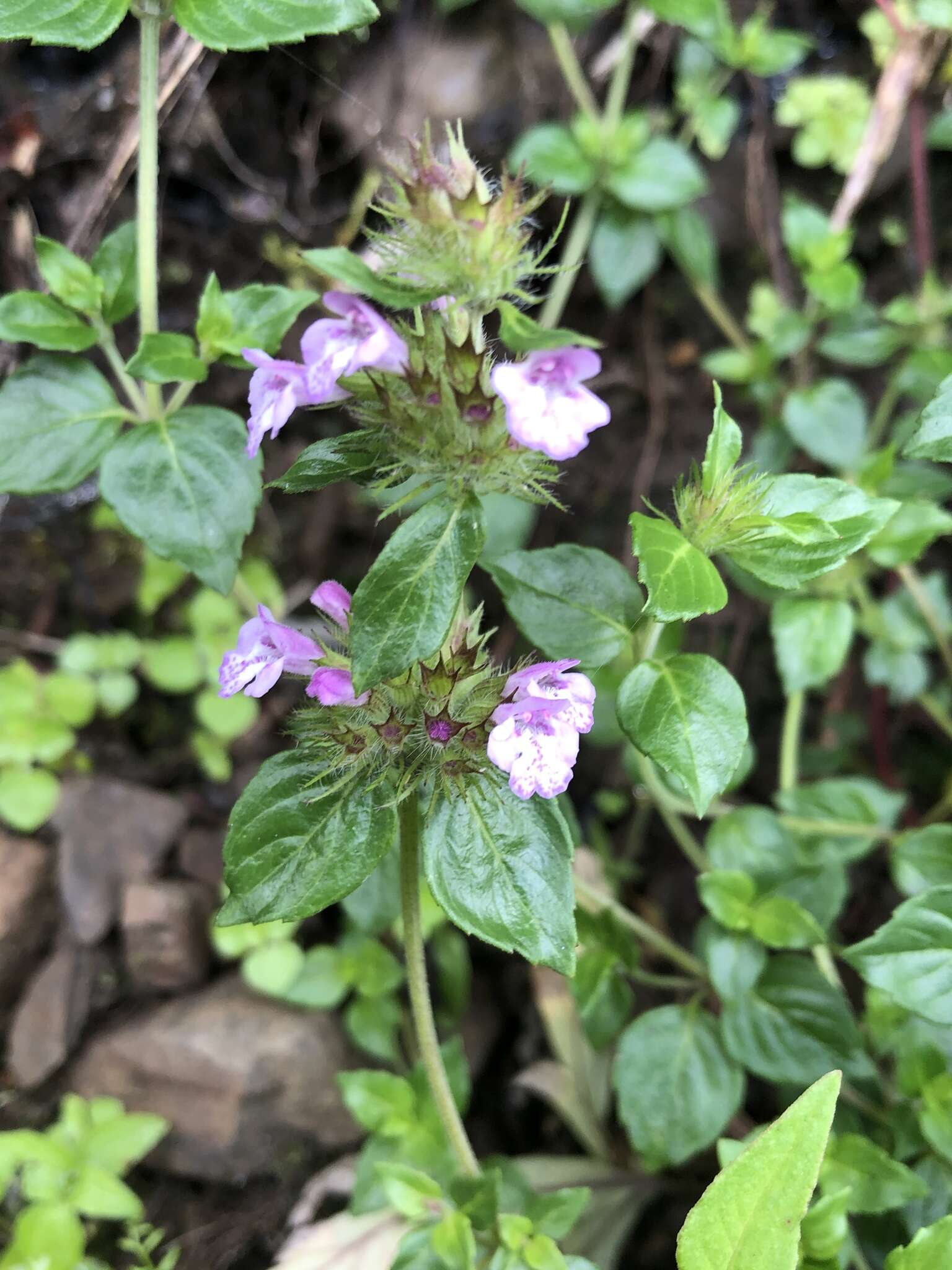 Sivun Clinopodium laxiflorum (Hayata) K. Mori kuva