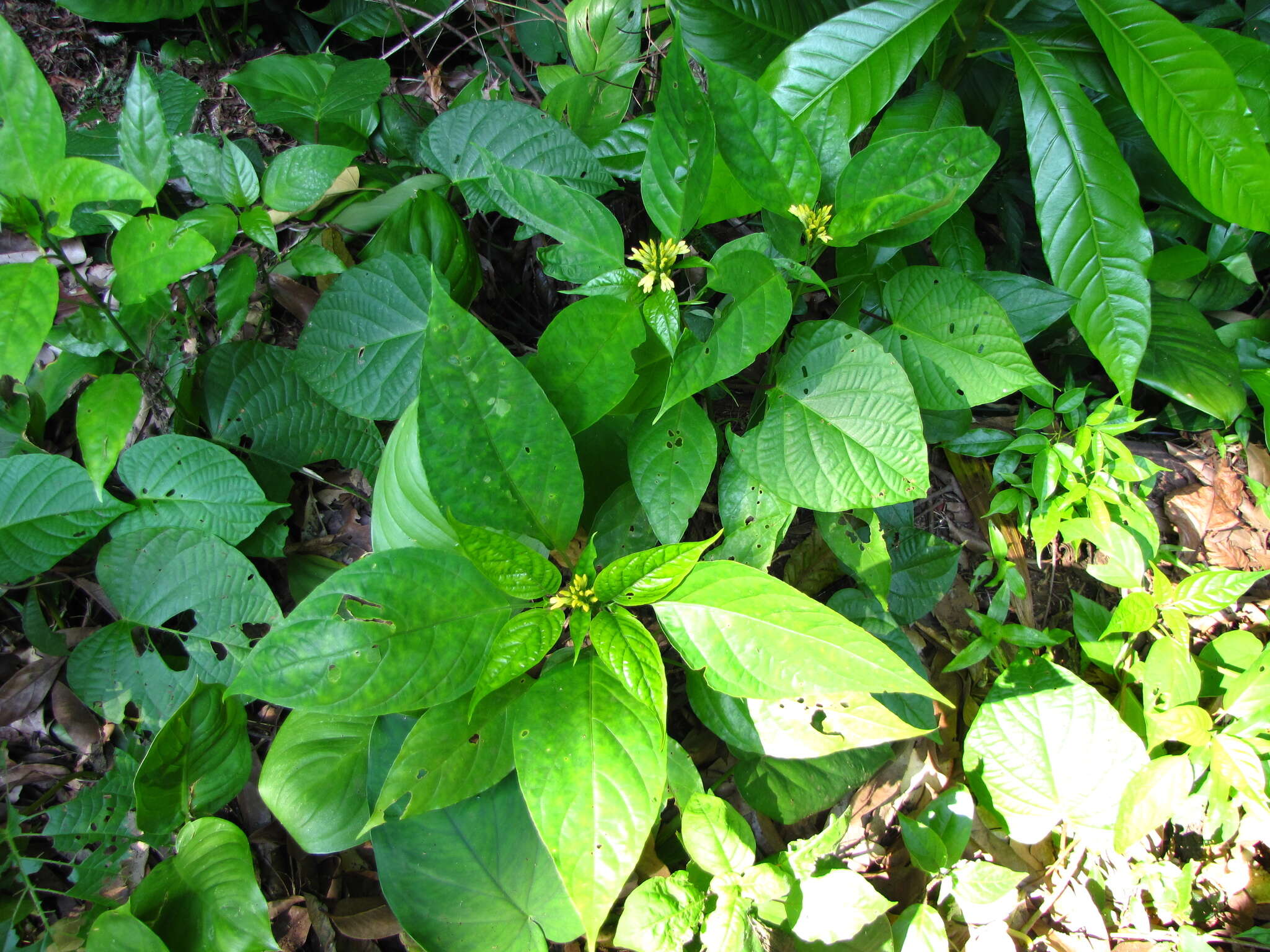 Schaueria parviflora (Leonard) T. F. Daniel resmi