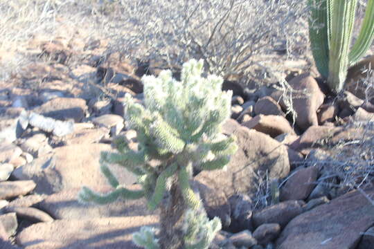 Image of Cylindropuntia bigelovii var. ciribe (Engelm. ex J. M. Coult.) Rebman