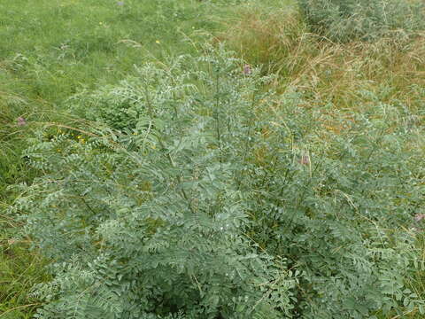 Indigofera lindheimeriana Scheele的圖片