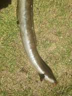 Image of African longfin eel