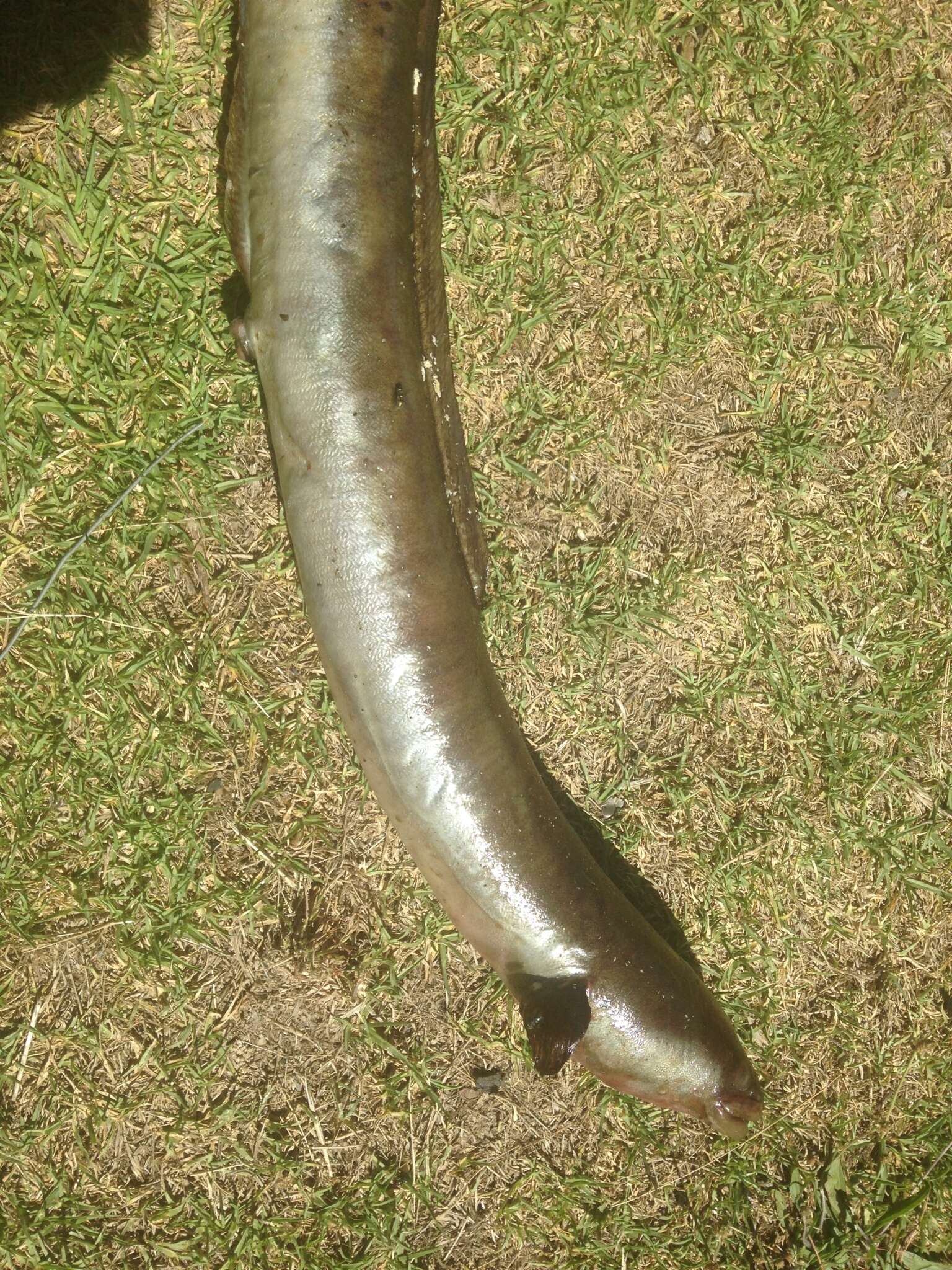 Image of African longfin eel