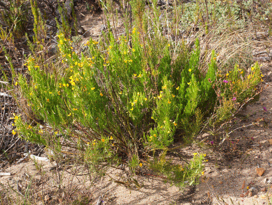 Image of <i>Rafnia <i>angulata</i></i> subsp. angulata