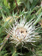 Image of Alameda County thistle