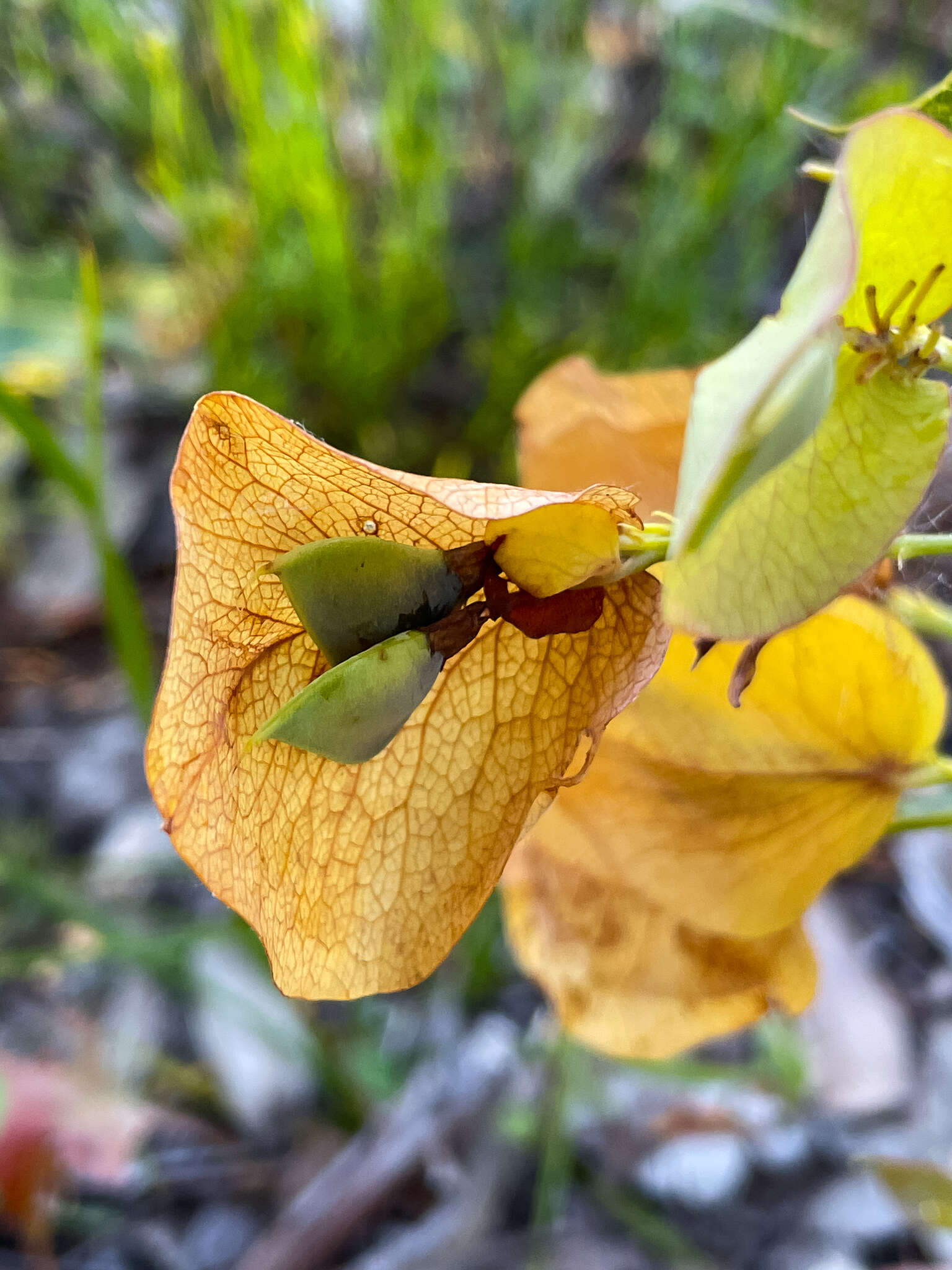 Sivun Daviesia cordata Sm. kuva