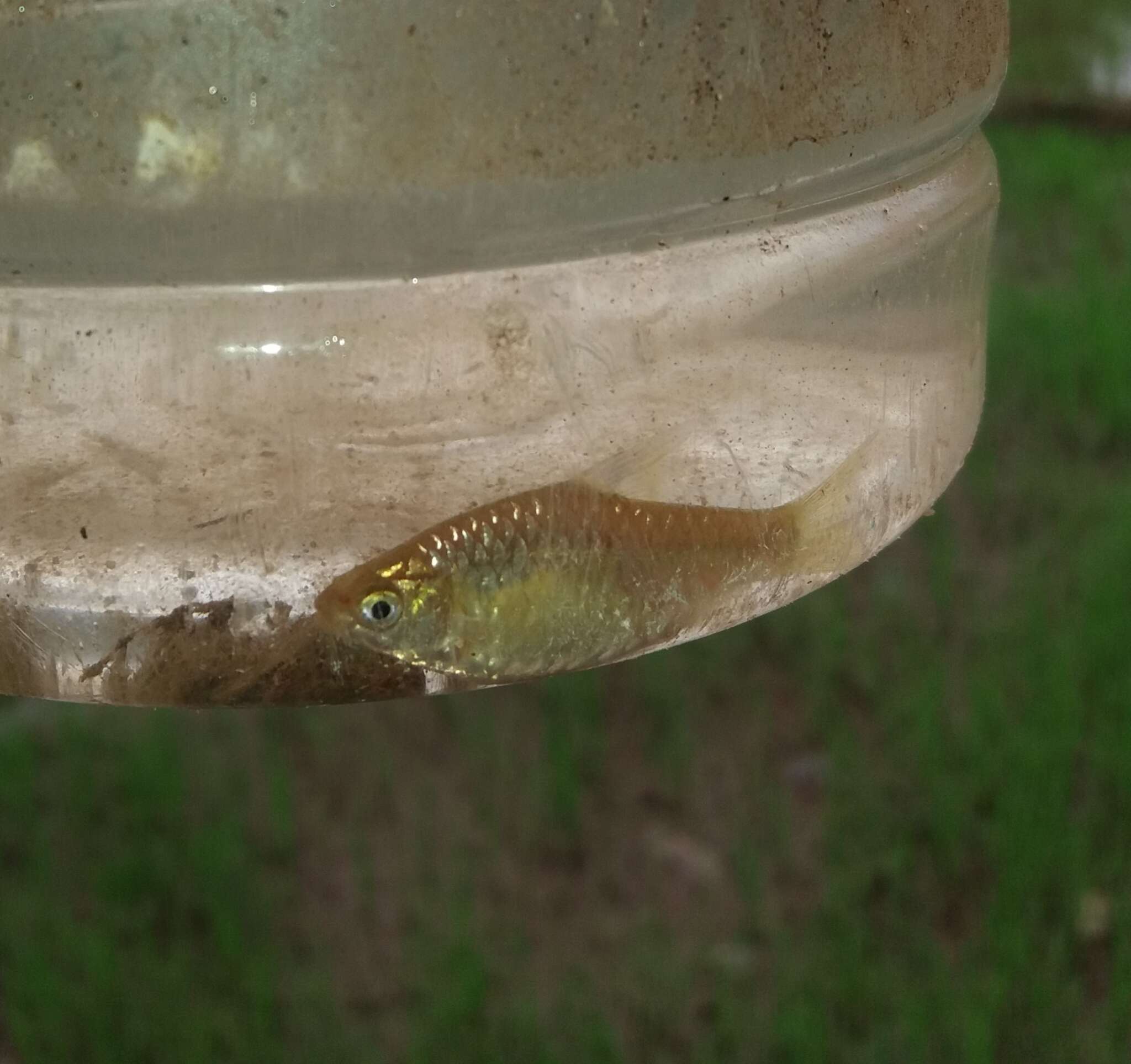 Image of Greenstripe barb