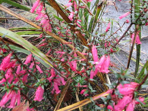 Plancia ëd Epacris impressa Labill.