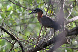 Image of White-backed Night Heron