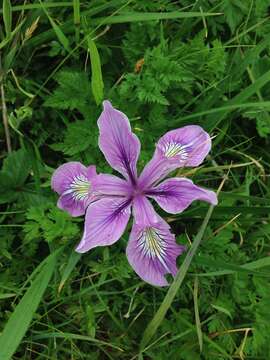 Image of toughleaf iris