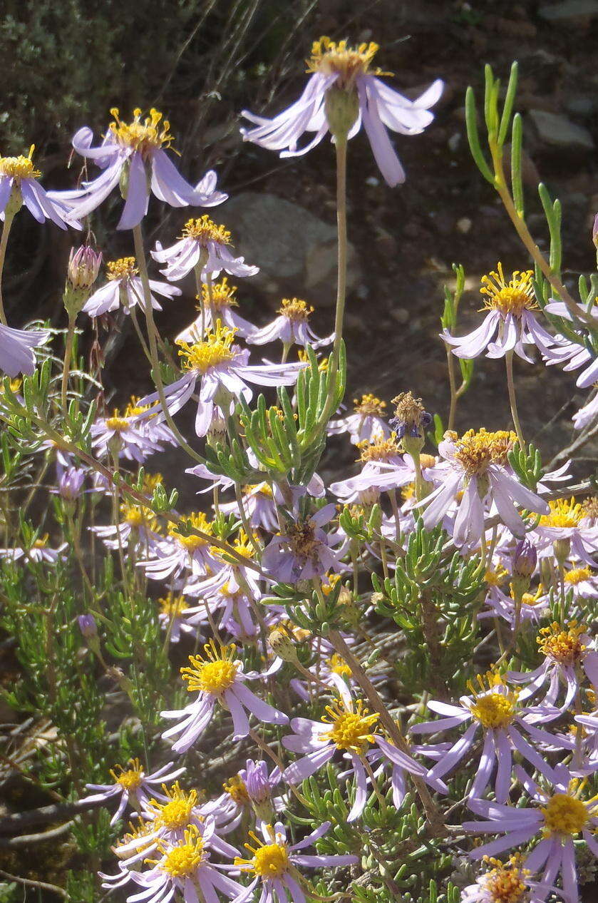 Image de Felicia filifolia subsp. filifolia