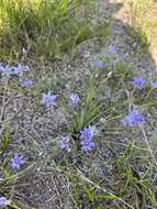 Image de Sisyrinchium fuscatum E. P. Bicknell