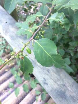 Image of Silky-bark