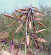 Image of Desmazeria philistaea (Boiss.) H. Scholz