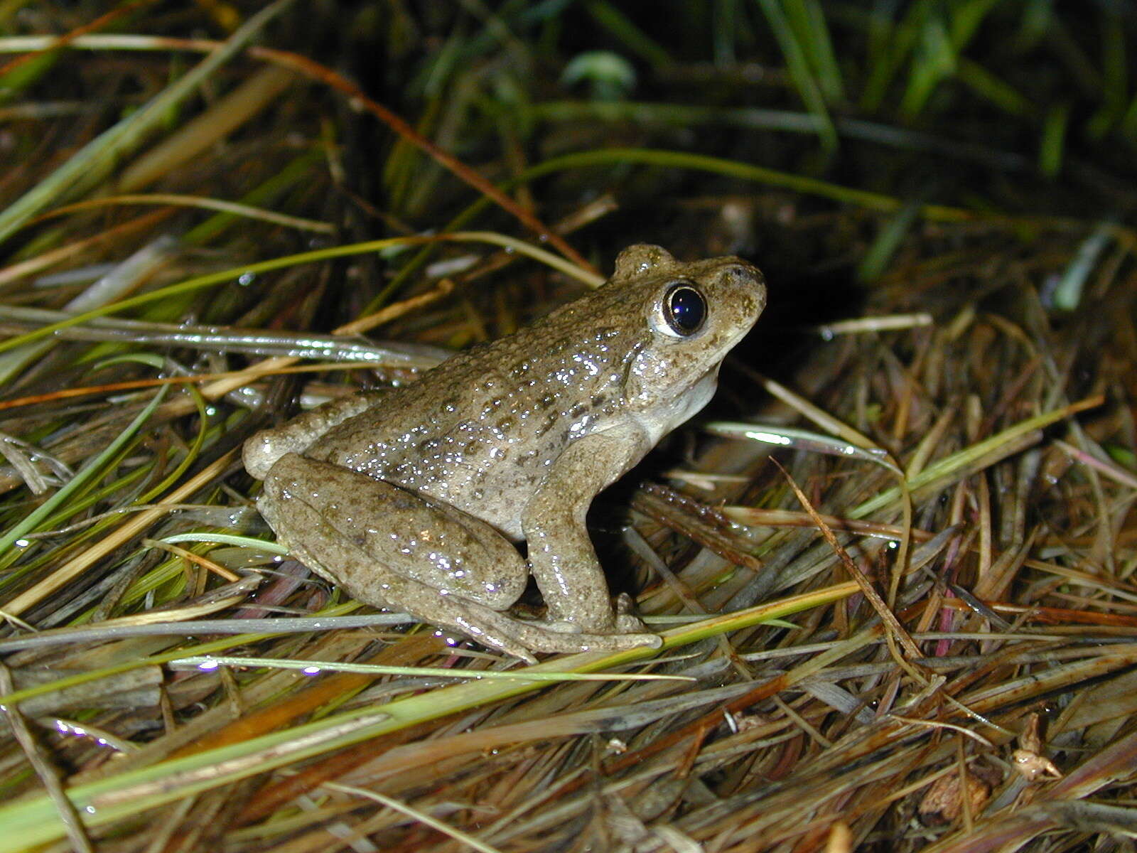 Image of Parsley Frog