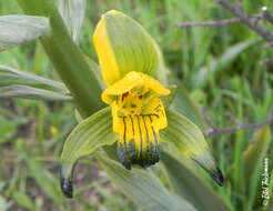 Plancia ëd Chloraea disoides Lindl.