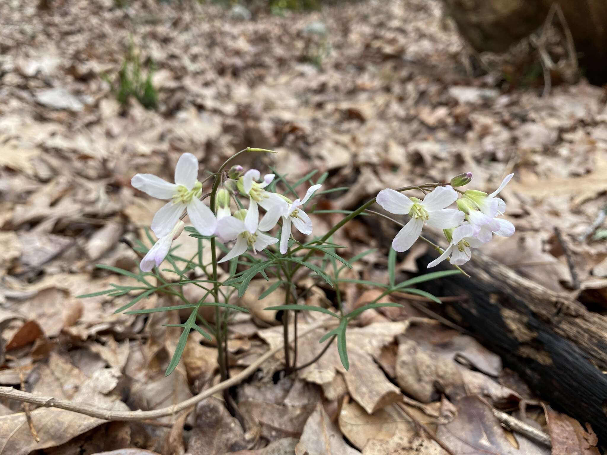 Image de Cardamine dissecta (Leavenw.) Al-Shehbaz