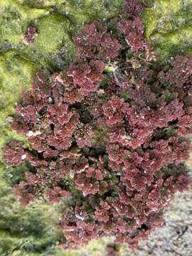 Image of Mexican Mosquito Fern