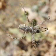 Image of Argiope lobata (Pallas 1772)