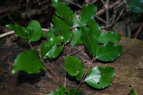 Plancia ëd Lydenburgia abbottii (A. E. van Wyk & M. Prins) Steenkamp, A. E. van Wyk & M. Prins