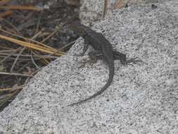 Image of Southern Sagebrush Lizard