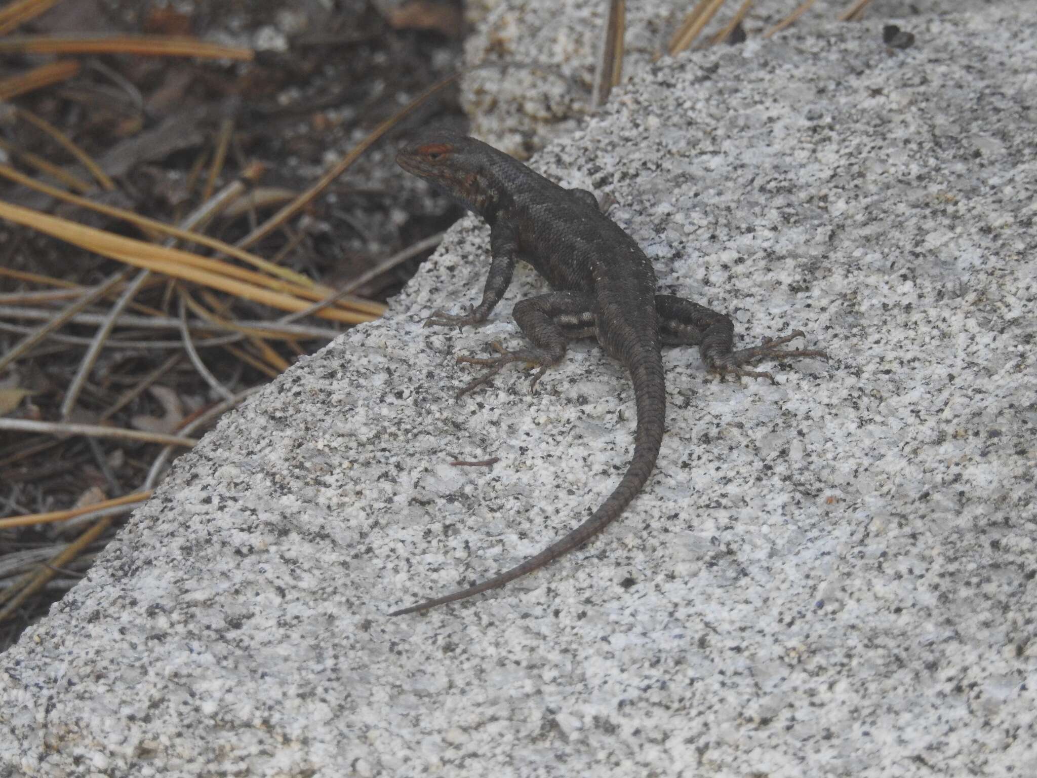 Image of Southern Sagebrush Lizard