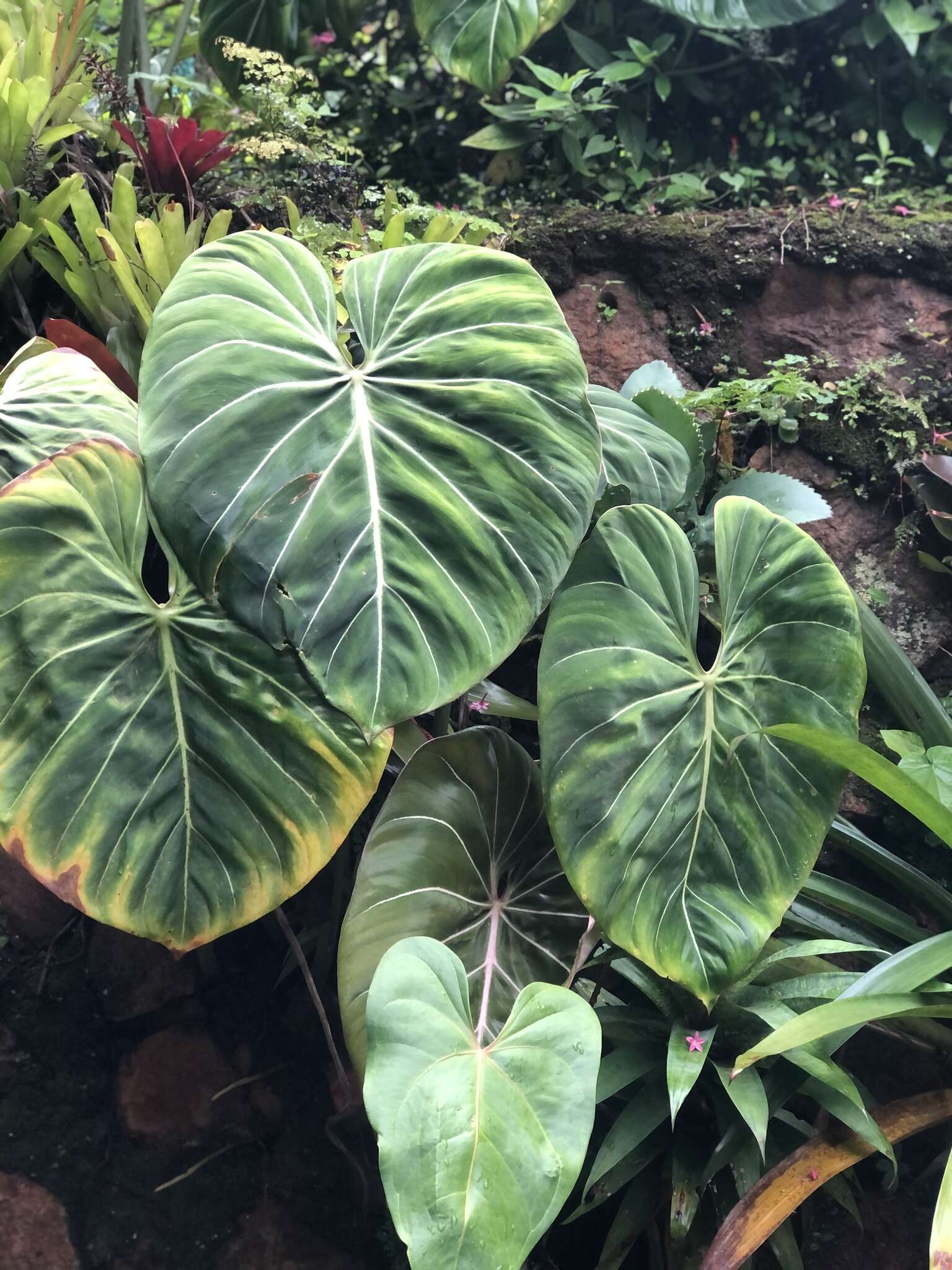 Image of Philodendron gloriosum André