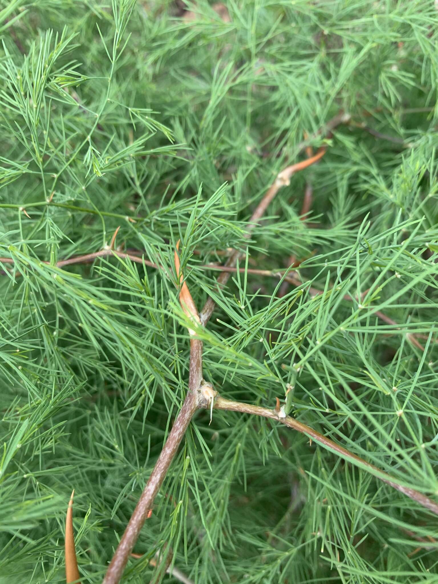 Image of Asparagus buchananii Baker